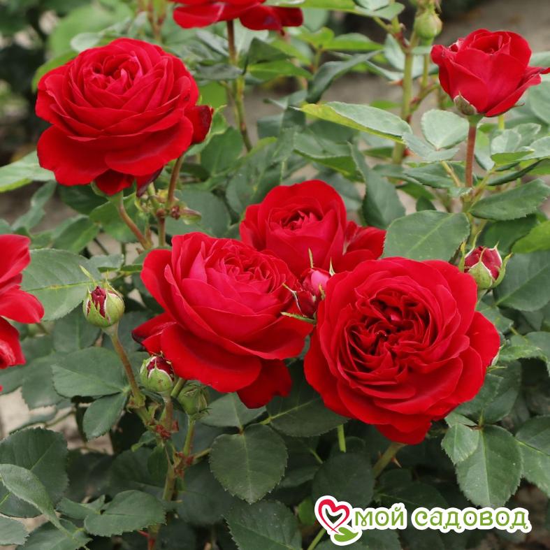 Роза Ред Мин