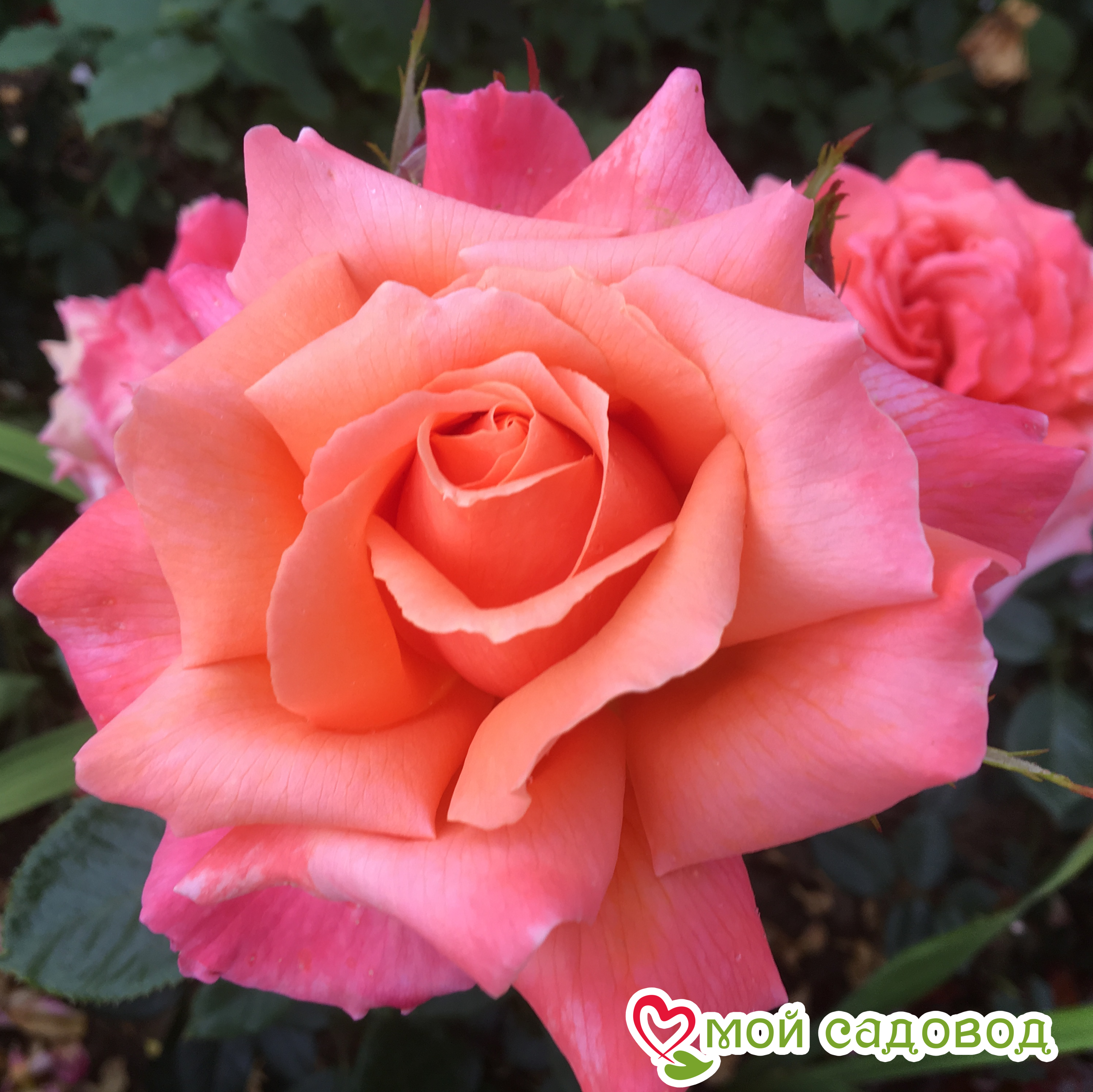 Роза Фольклор