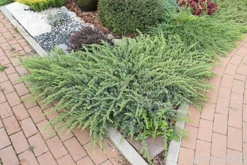 Можжевельник прибрежный Шлягер