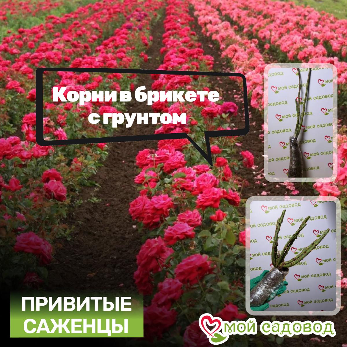 Роза Анжелика