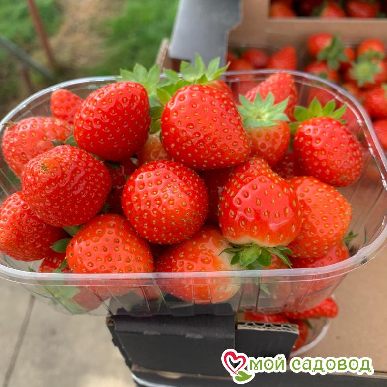 Клубника Фурор