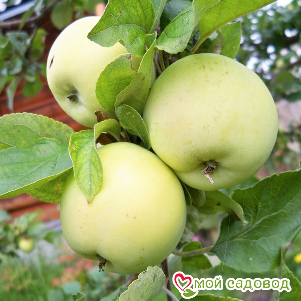 Яблоня Папировка