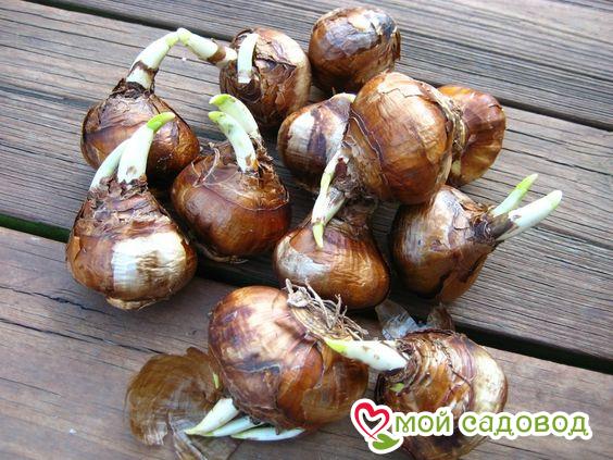 Нарцисс Войс Сприн