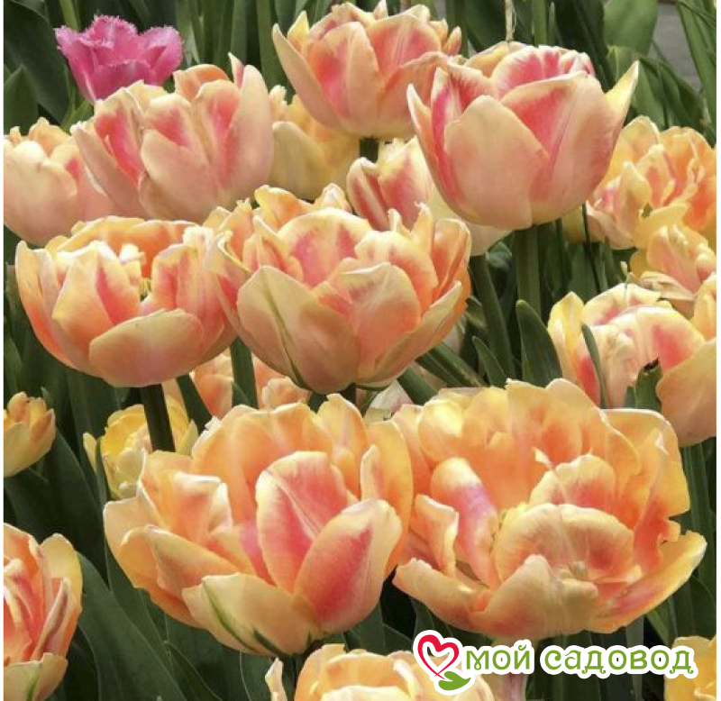 Тюльпан Верона Санрайз