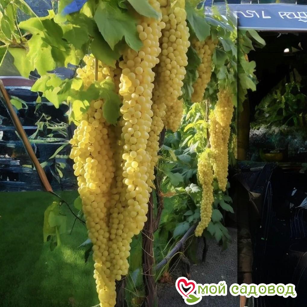 Виноград Таврида